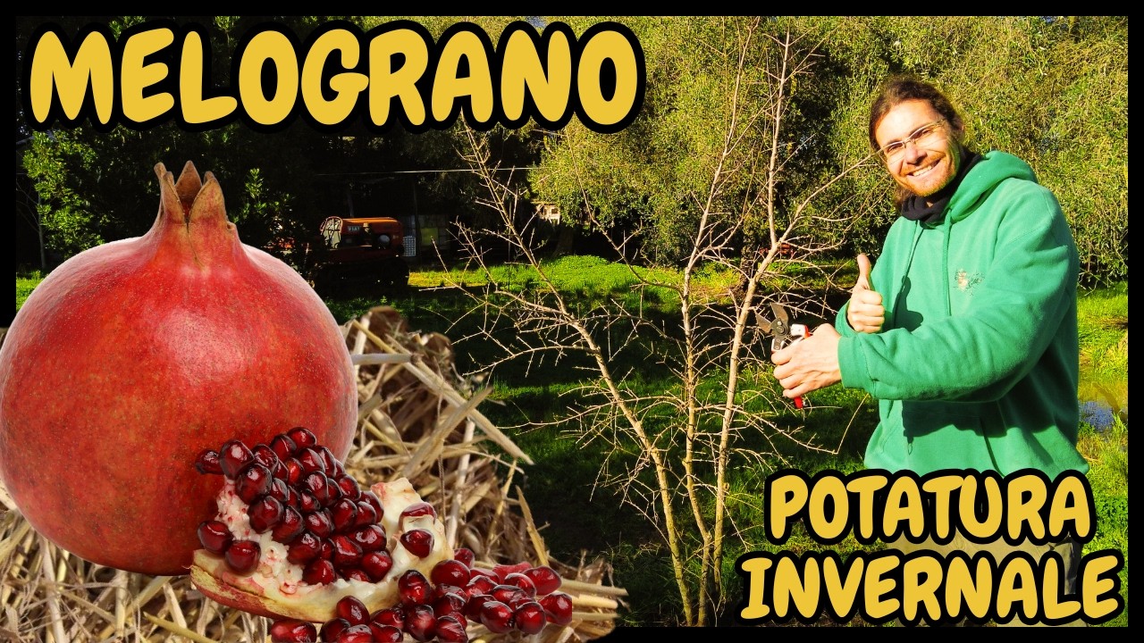 Come e Quando POTARE il MELOGRANO a Vaso Cespugliato (Punica granatum) | Guida Pratica alla potatura