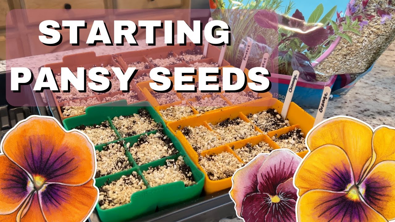 Выращивание семян анютиных глазок | Новости сада