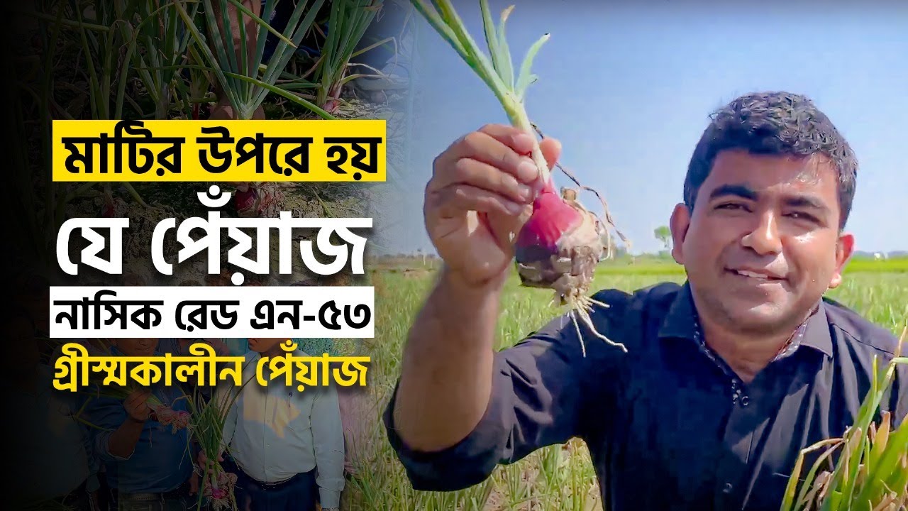 মাটির উপরে হয় যে পেঁয়াজ -নাসিক রেড এন-৫৩- গ্রীস্মকালীন পেঁয়াজ( Summer Onion)