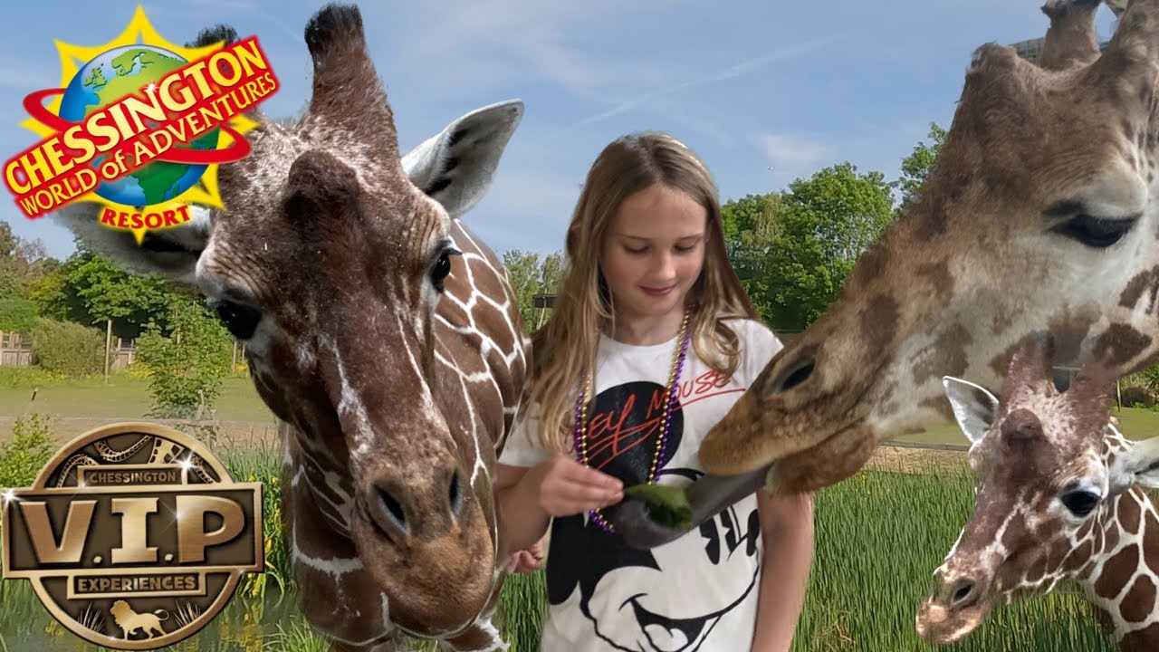 Chessington World Of Adventures VIP Giraffe Feeding Experience May 2023 Vlog