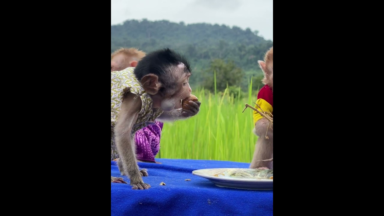 #monkey #naturalmonkey #babymonkey #sweetmonkey #baby #welovemonkey