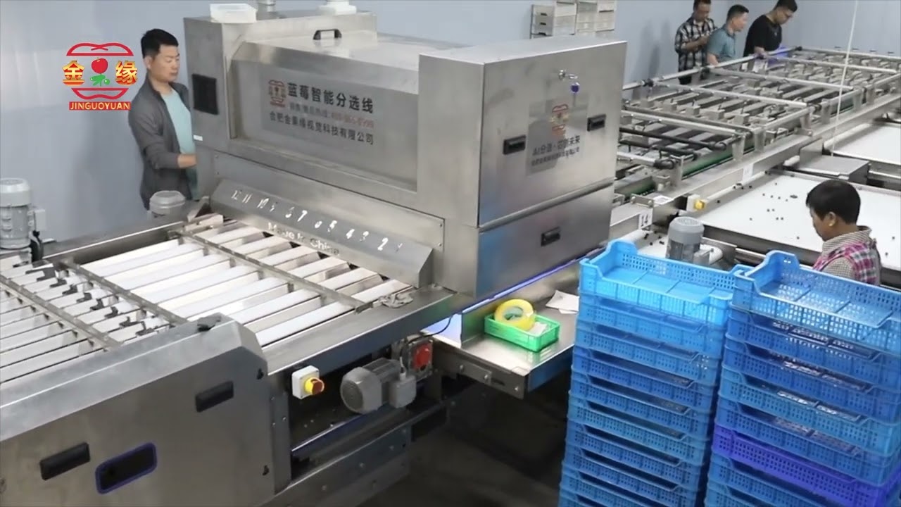 Blueberries Sorting Machine