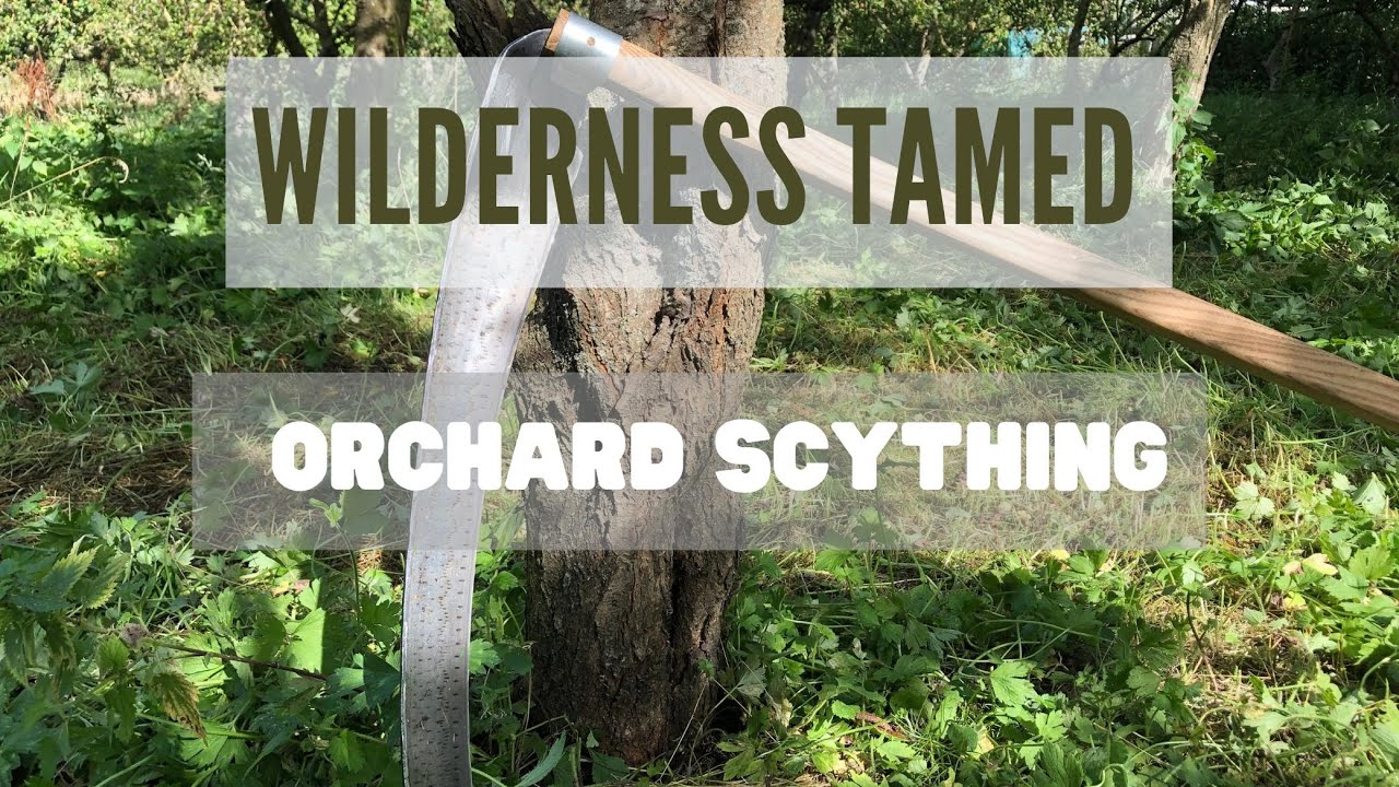 Orchard Scything. How to clear under trees.