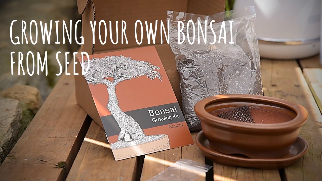 Acacia Bonsai Growing Kit