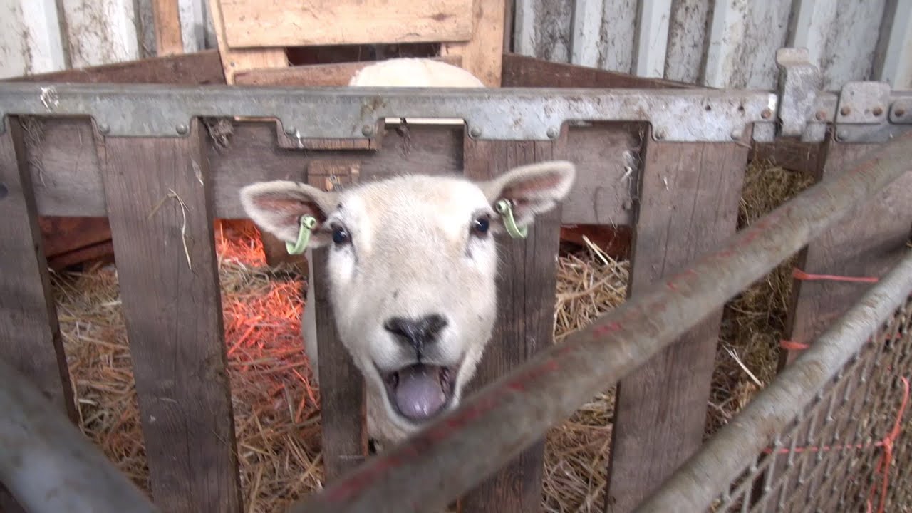 Schapen zijn grappig ♫ (met liedje)