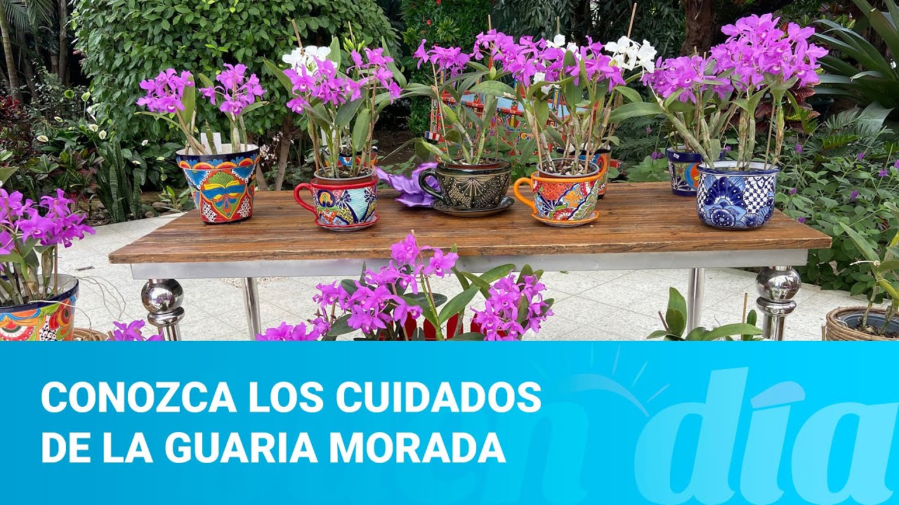 Conozca los cuidados de la guaria morada