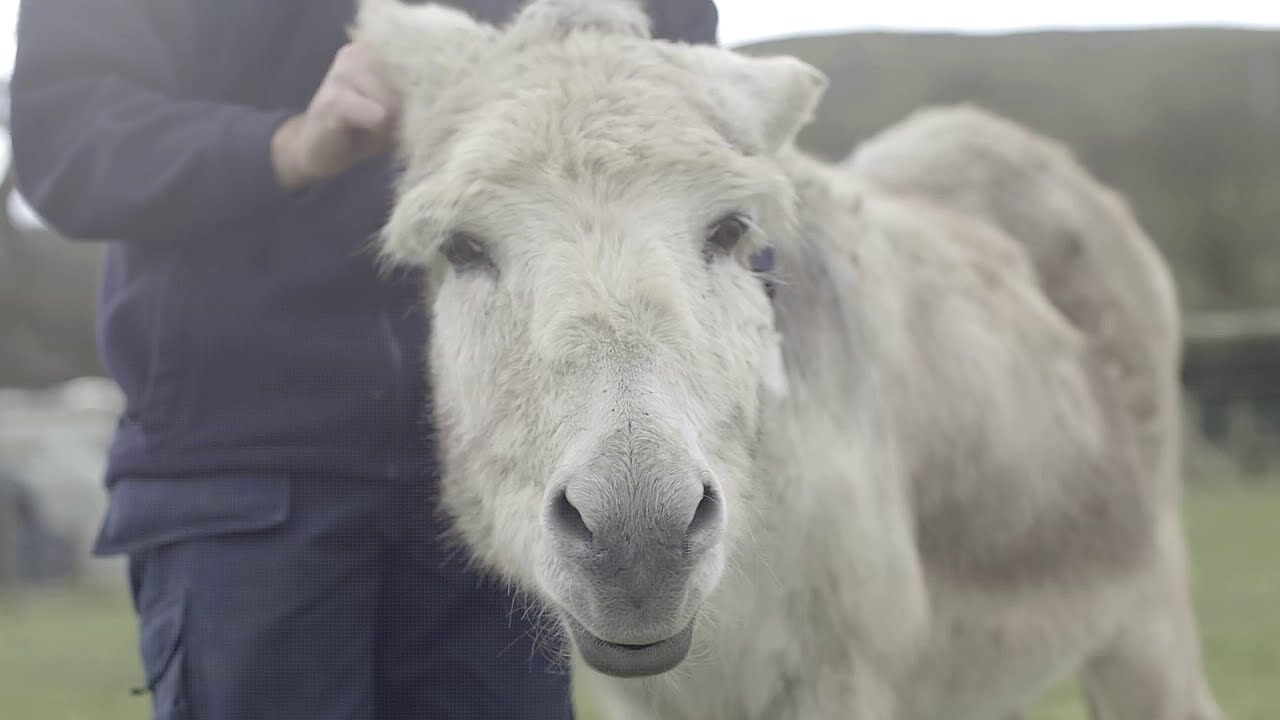 The Donkey Sanctuary