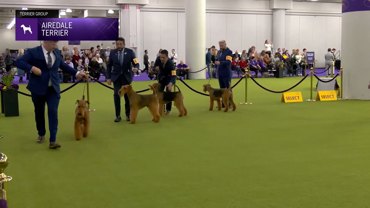 Airedale Terriers | Breed Judging 2025