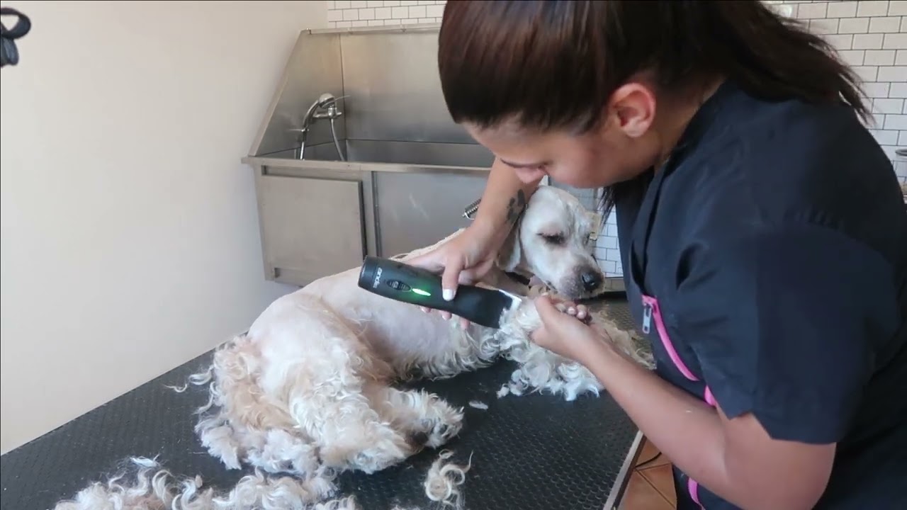 SHAVING A DOG THAT THROWS A TANTRUM | RURAL DOG GROOMING