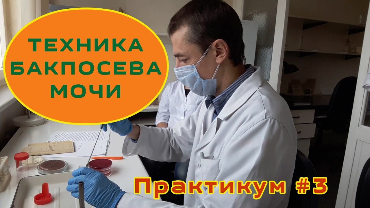 Техника бакпосева мочи. Практикум #3