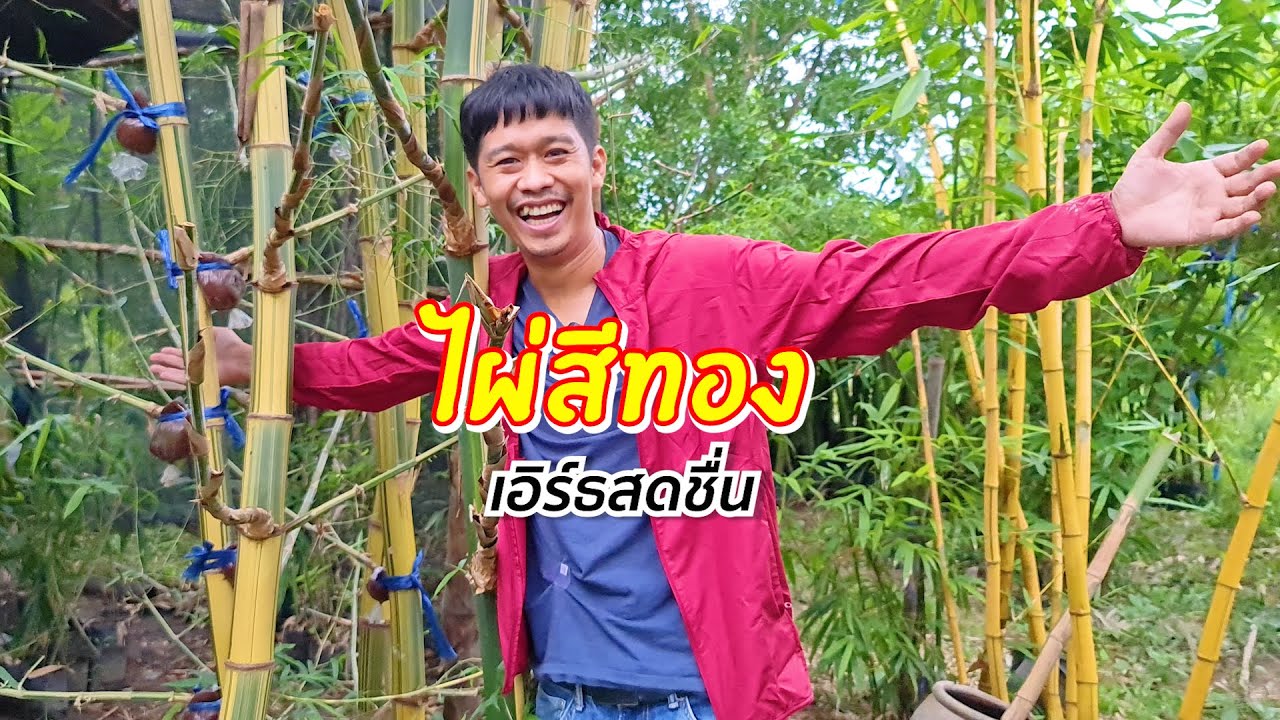 ไผ่สีทอง ลงทุน 300 สร้างรายได้หลักแสน | เอิร์ธสดชื่น