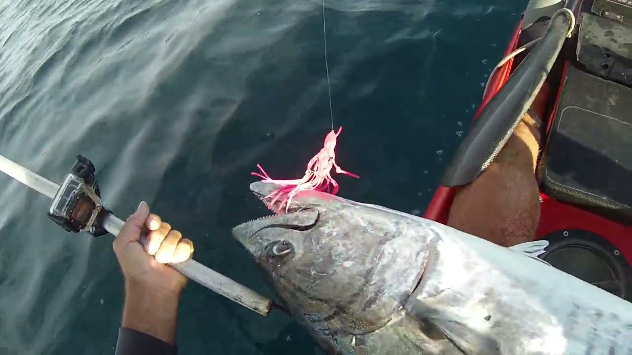 Monster Mackerel smashed by shark!