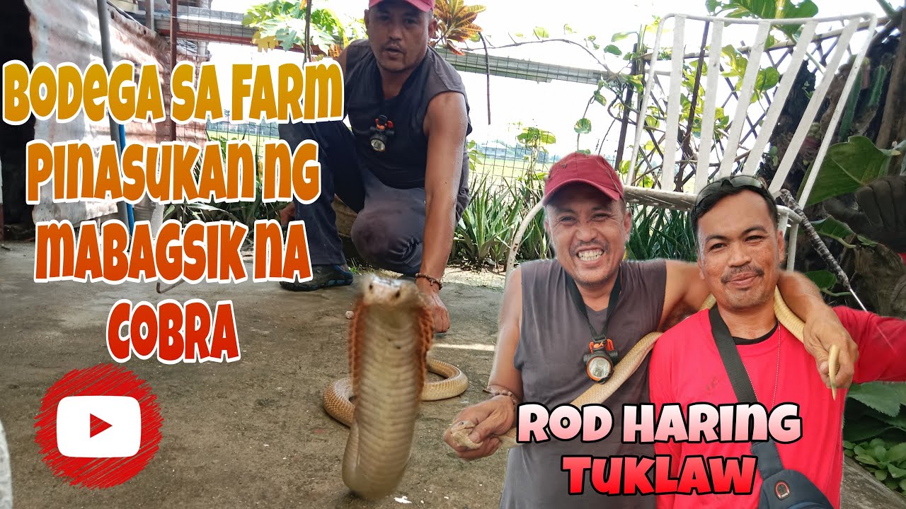 BODEGA SA FARM PINASUKAN NG MABAGSIK NA COBRA #cobra #RODHARINGTUKLAW #PrincessTuklaw #SNIPERTUKLAW