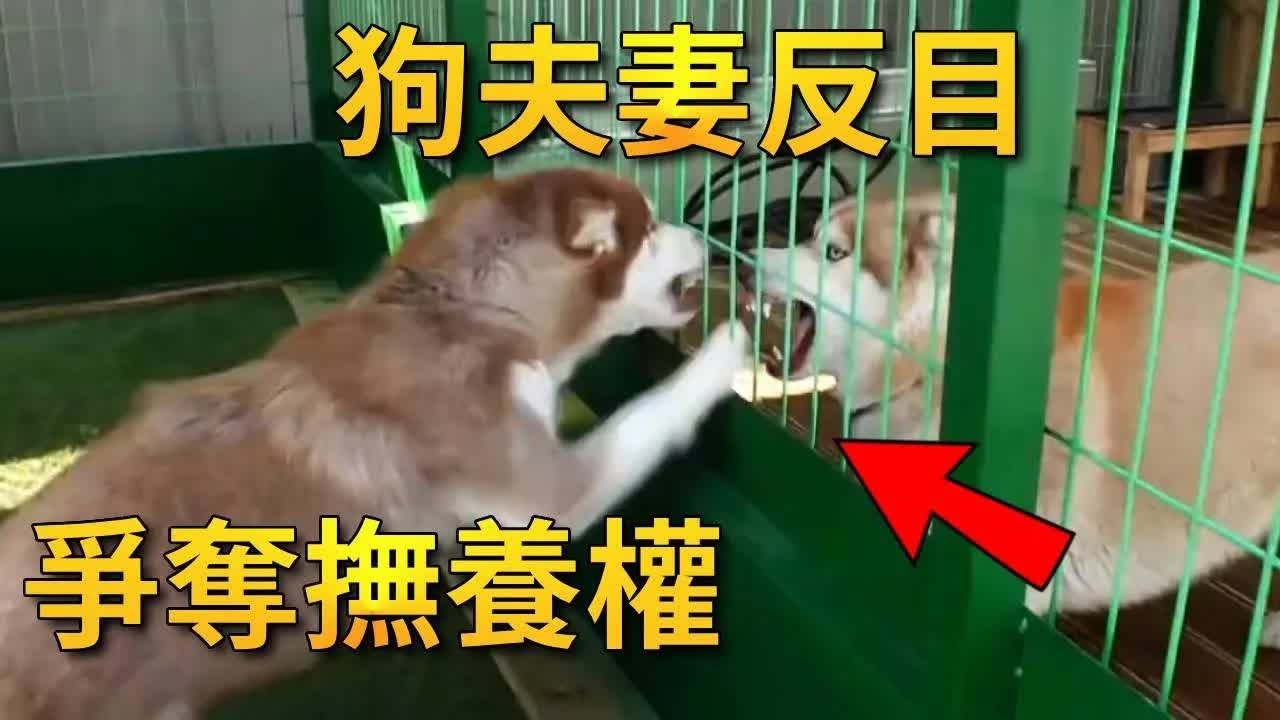 狗夫妻争夺孩子监护权，狗爸使尽各种手段，电视剧都不敢这么拍【小奶狗观影】