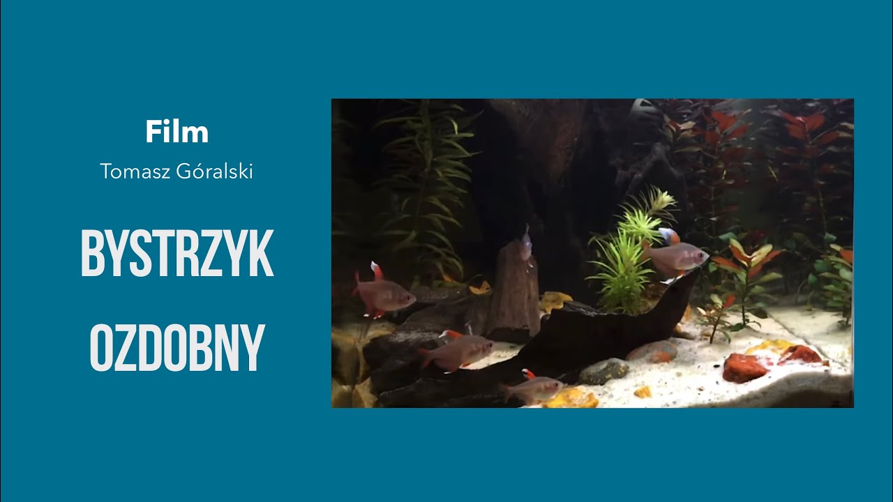 Bystrzyk ozdobny 3