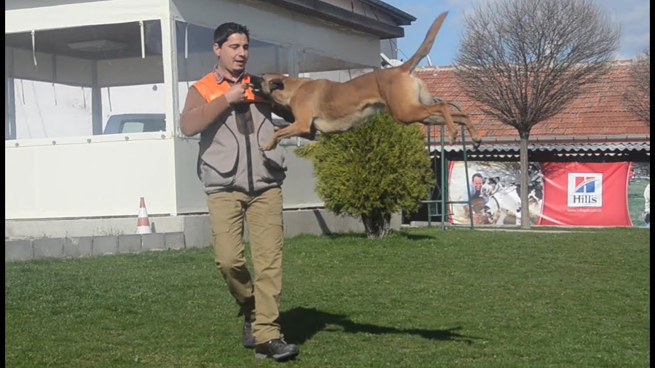 Competitive Heeling and focused heeling, Belgium Malinois