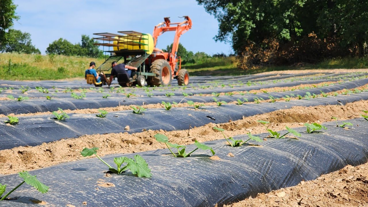 Planting Pumpkins on Plastic Mulch!