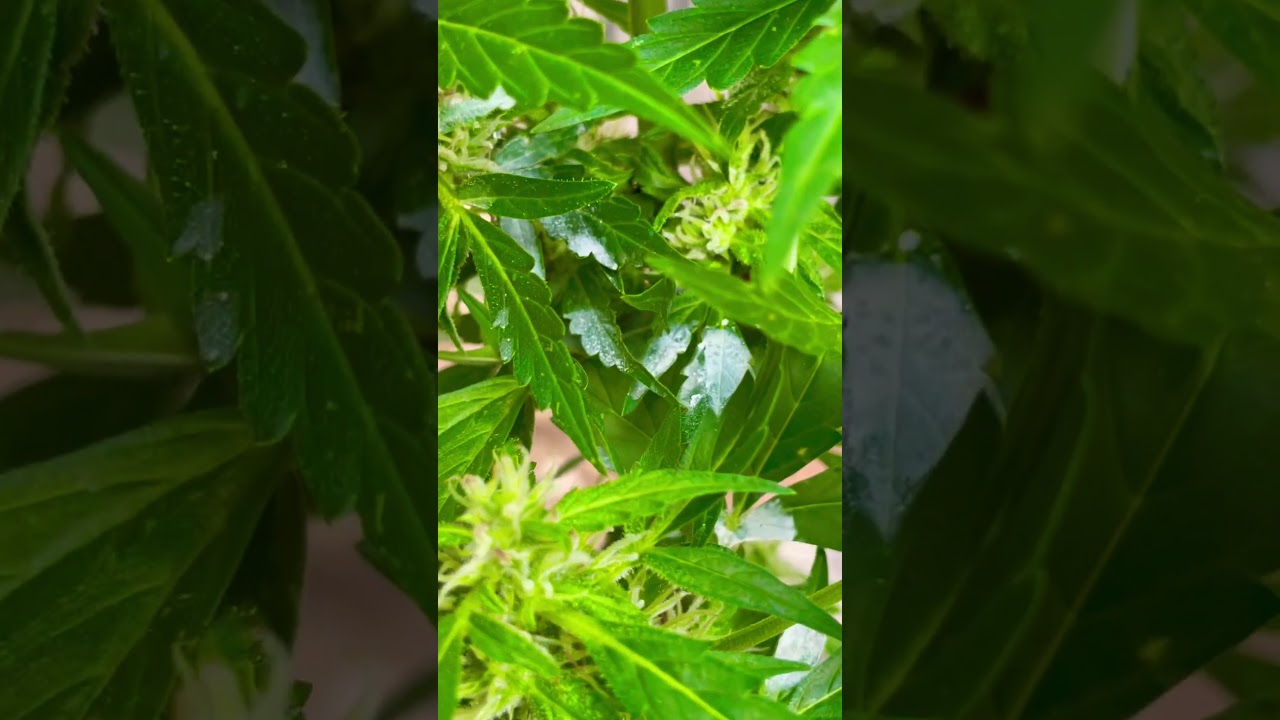 Ist das etwa Mehltau? 😲 #cannabisdaily #northernlights #whitewidow #weed #sativa #indica