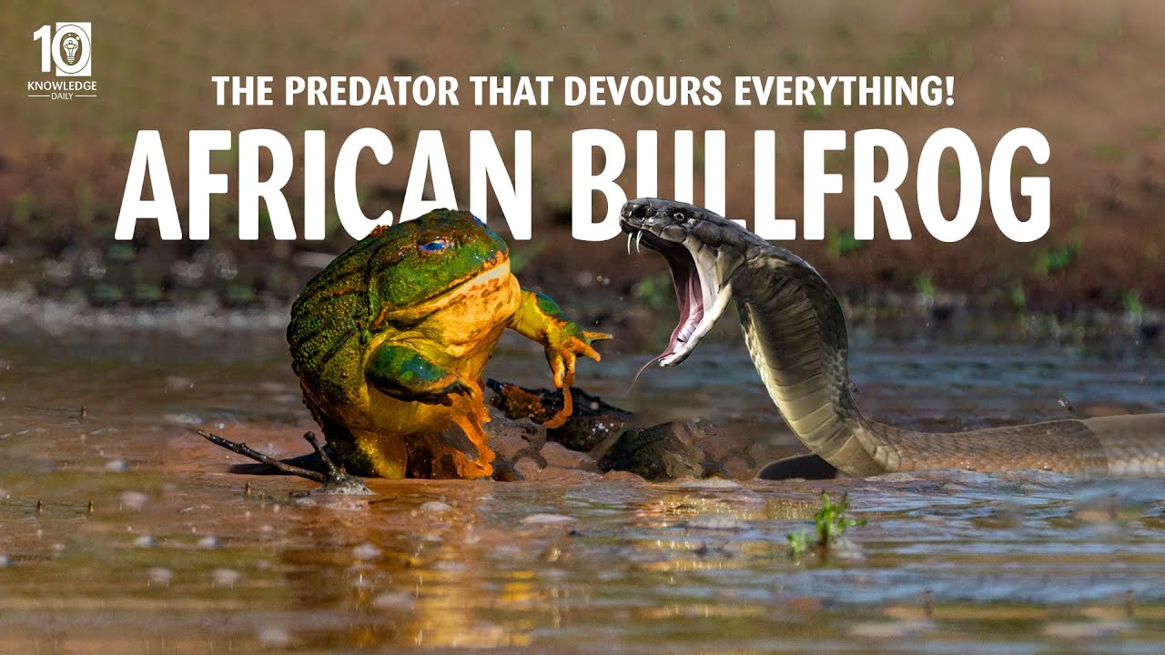 Deadly African Bullfrog - The Predator That Devours Everything | 10 Knowledge Daily