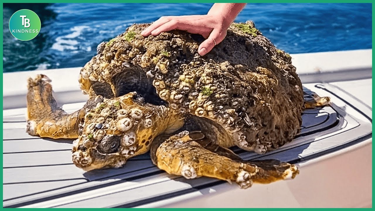 Animals That Asked People for Help! Helping Sea Turtles Remove Barnacles #29