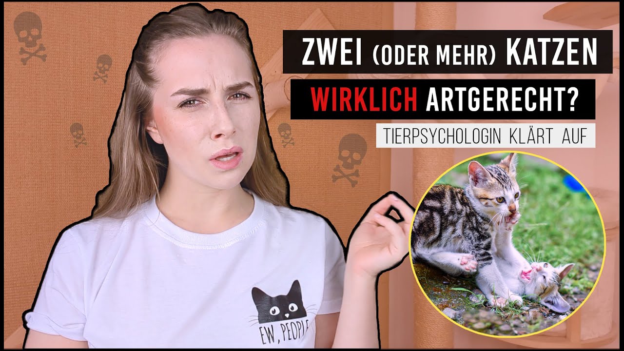 wie viele Katzen soll man halten /nur eine Katze alleine / Was ist WIRKLICH artgerecht / Amely Rose