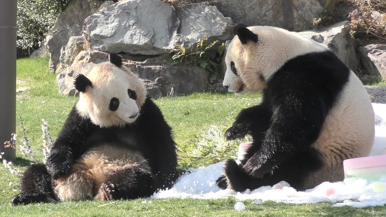 【なかよしッ🎎✨】🌸桜浜&桃浜🍑🐼氷上レスリング⛄【ふたごパンダ】Giant Panda -Ouhin&Touhin-☆wrestling