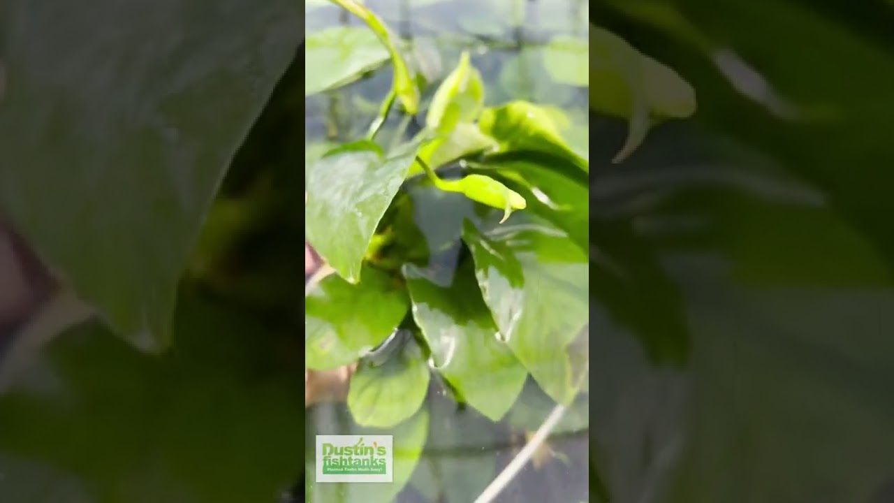 Flowering Anubias Barteri Broadleaf
