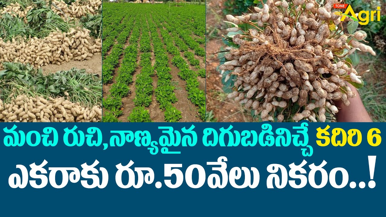 Verusenaga Panta | Groundnut Cultivation | కదిరి-6 పల్లి ఎకరాకు రూ.50వేలు లాభం.. Tone Agri