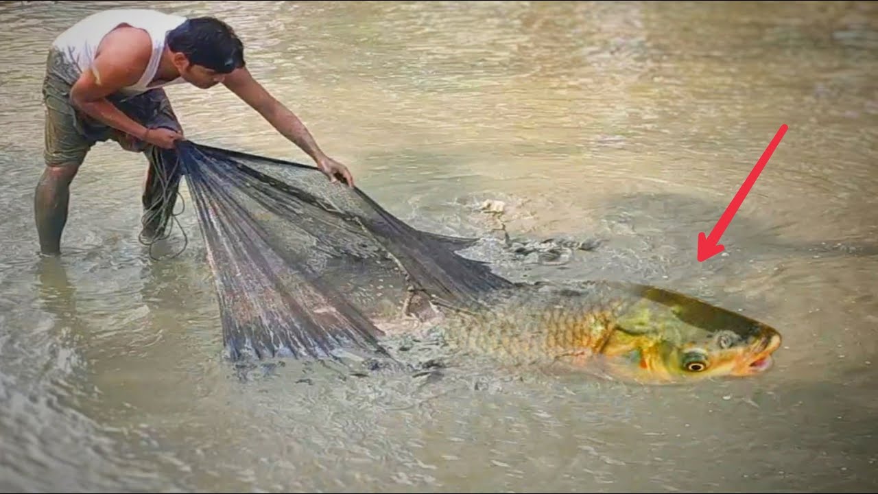 WOW!! Surprising Net fishing video 2020| Amazing net fishing in village pond