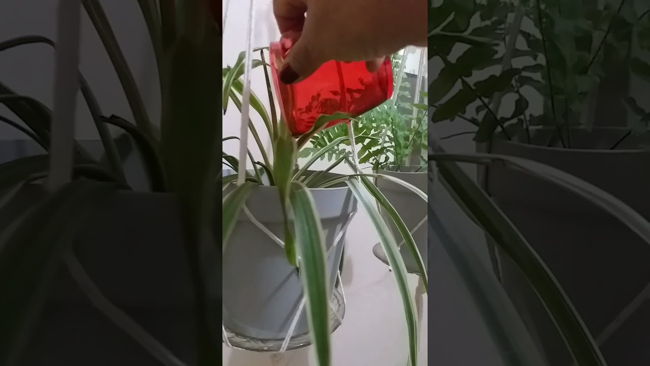 Reguei as plantas