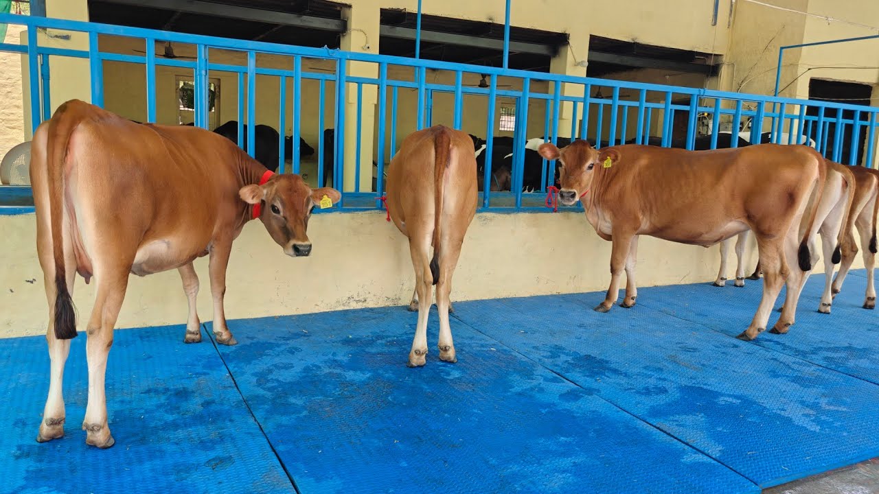 5 Jersey Heifers for sale, 5 ਜਰਸੀ ਵਹਿੜਾਂ ਵਿਕਾਊ