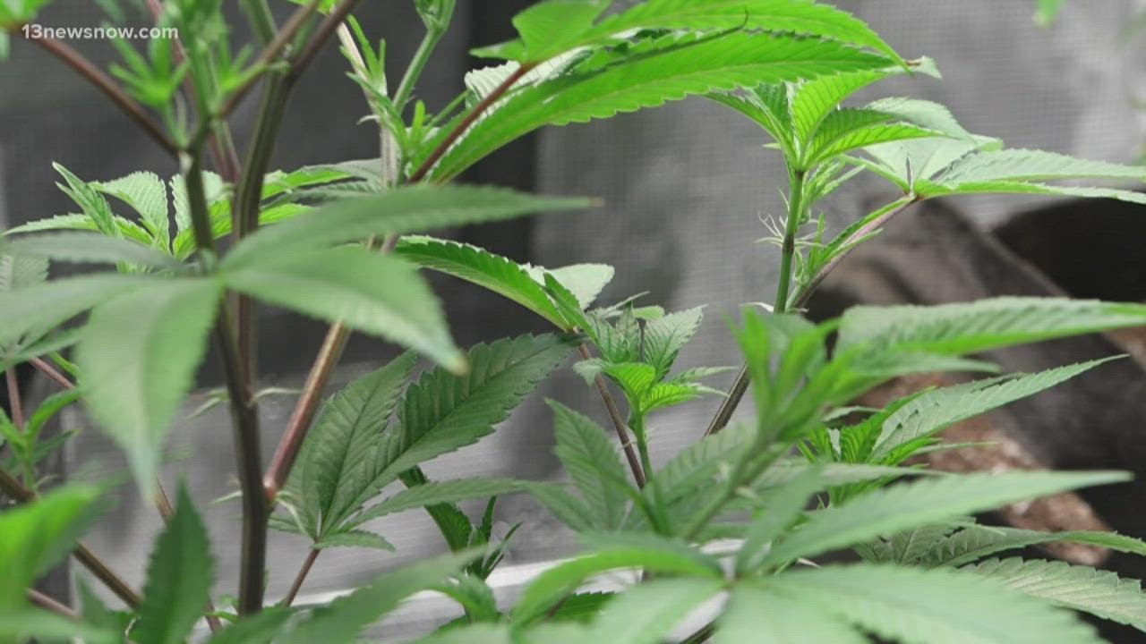 Marijuana Plants Becoming More Popular in Virginia