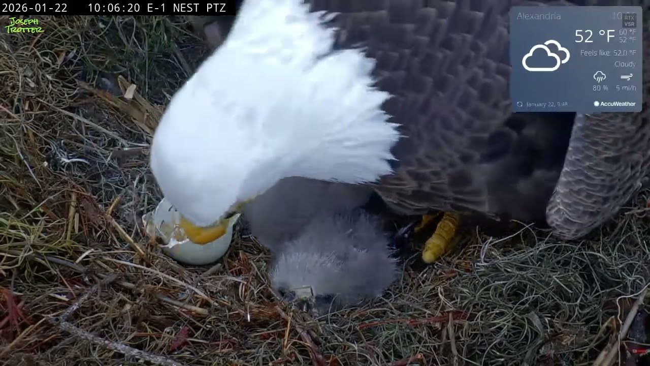 🦅KNF E-1🐣🐣A new beautiful eaglet has joined the nest🎉Welcome E1-O5!💕January 22, 2026