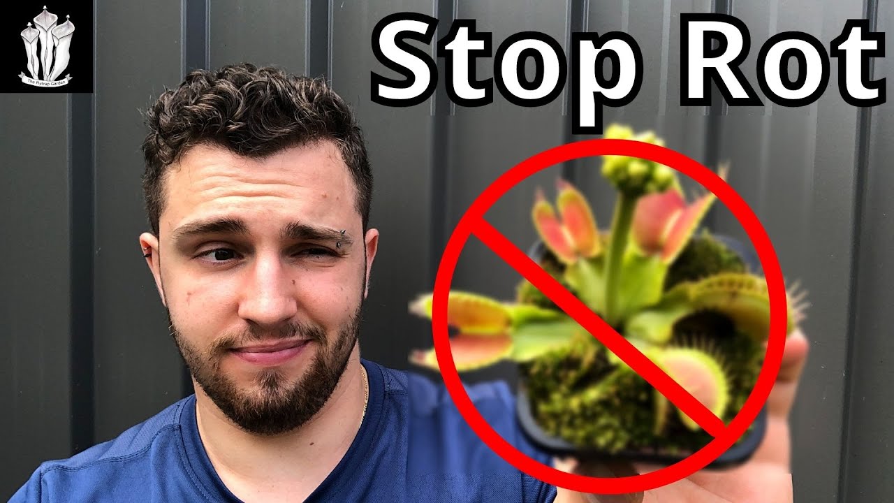 Don't Let Your Fly Trap Rot Away