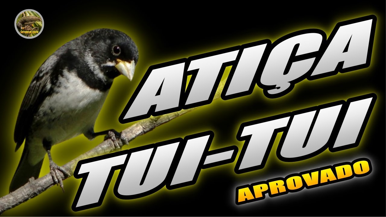 PAPA CAPIM TUI TUI 🔥ATIÇA TUI-TUI PARA AFOGUEAR🔥 #papacapim #tuitui #coleirinho #coleiro