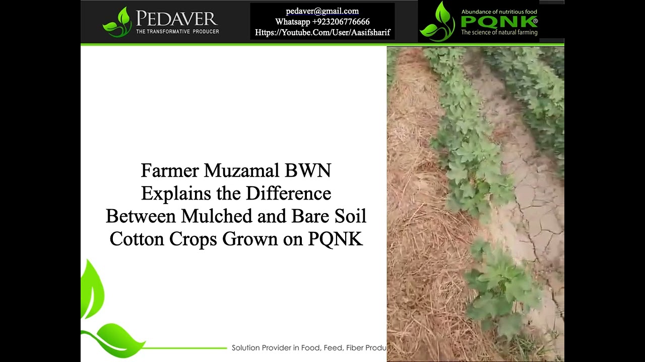 Mulched and Bare Soil Cotton on PQNK