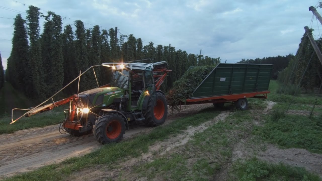 Chmielowe żniwa 2019. Hopfenernte 2019.