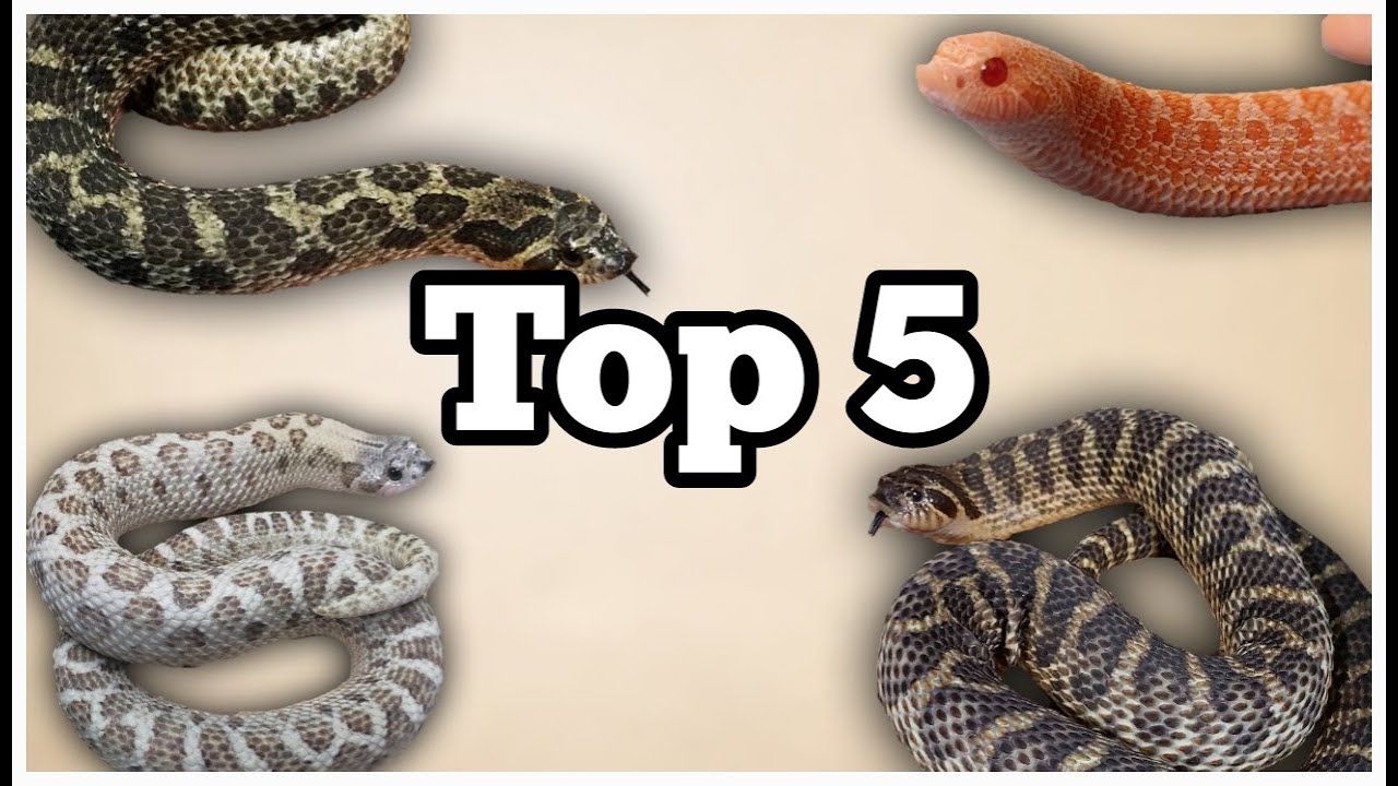 My Top 5 Favorite Sable Hognose Morphs Combinations of 2022