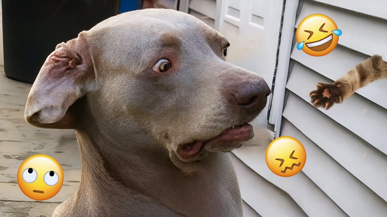 Смешная подборка видео с собаками – Лучшие видео с собаками 2025 года 🐕🤣 #77