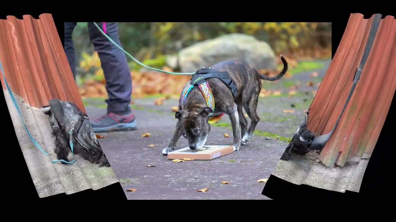 Fotoalbum Nose Work Hundar