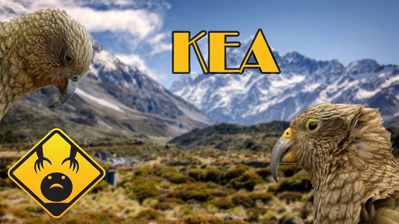 Il KEA, intelligente si...simpatico poco // Nestor notabilis