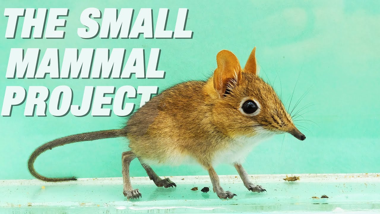 The Small Mammal Project | What Are Small Mammals?