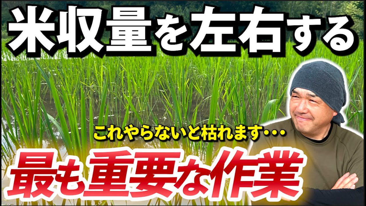 【永久保存版】田植え後に最も重要な作業を徹底解説‼︎〜草管理・水管理〜