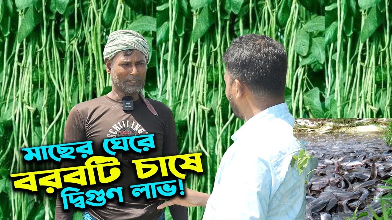 মাছের ঘেরে বেণী জাতের বরবটি চাষে দ্বিগুন লাভ করছে চাষীরা | উদ্যোক্তার খোঁজে