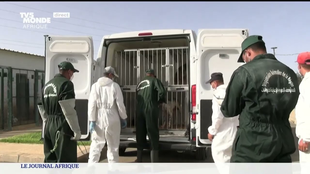 Maroc : stériliser et vacciner les chiens errants