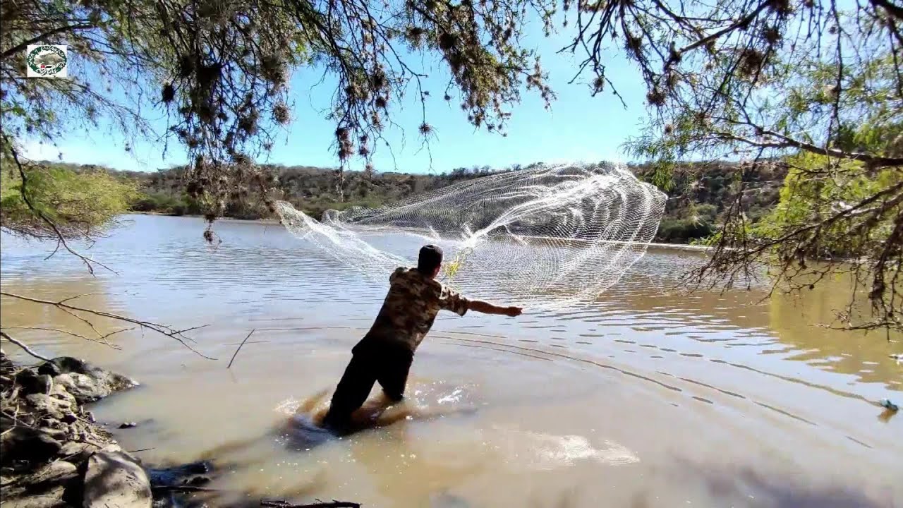 Increíbles tilapias gigantescas por el rio una pesca de primera