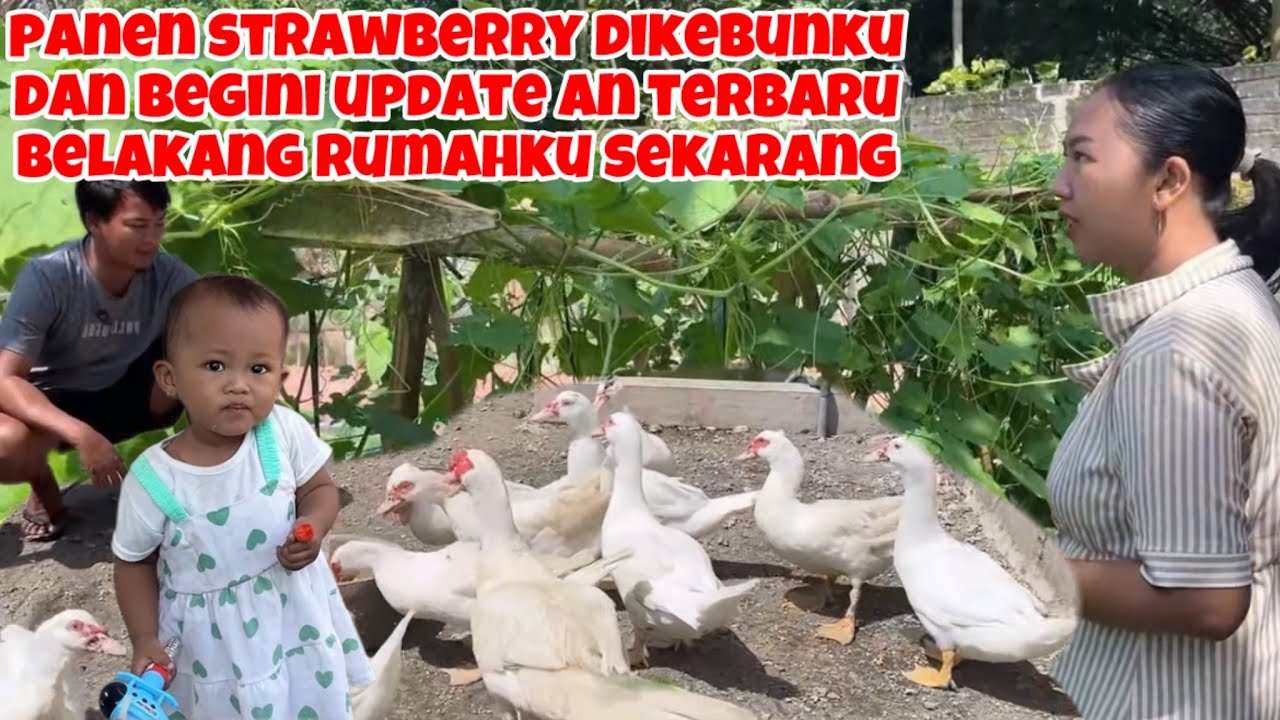 PANEN STRAWBERRY DIKEBUNKU DAN BEGINI UPDATE AN TERBARU BELAKANG RUMAHKU SEKARANG