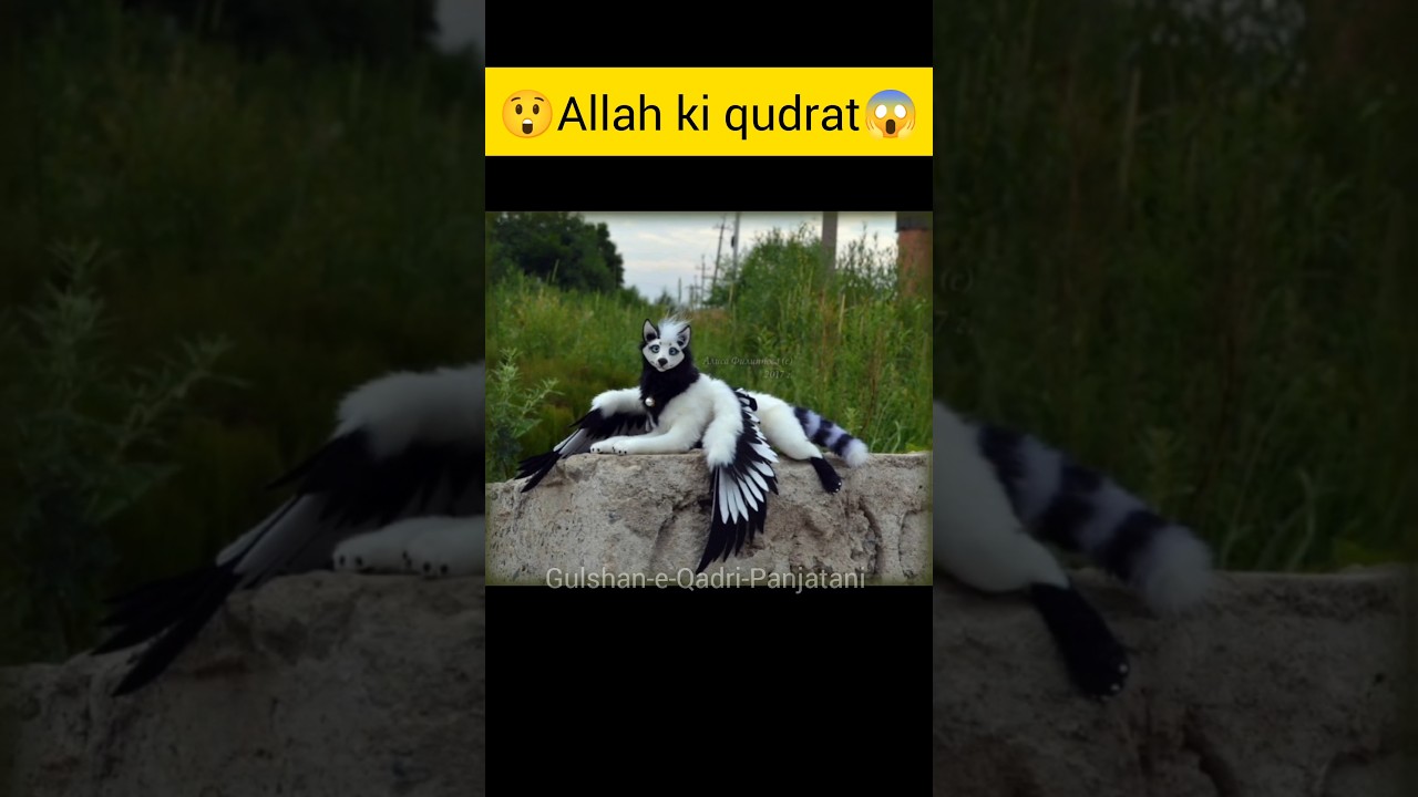 #shorts #allah #ytshort #shortsfeeds #Gulshan-e-Qadri-Panjatani