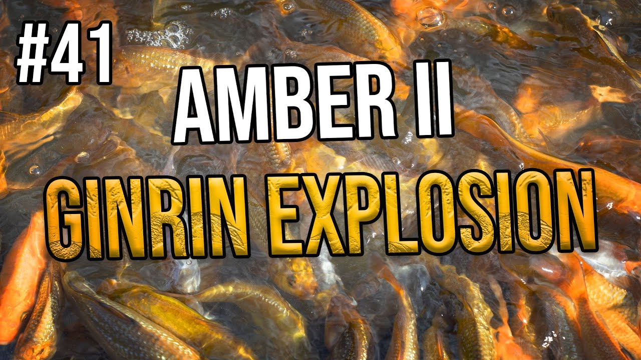 Die Herbstabfischungen starten! Pures Ginrin aus Amber II so viele Funkelkoi