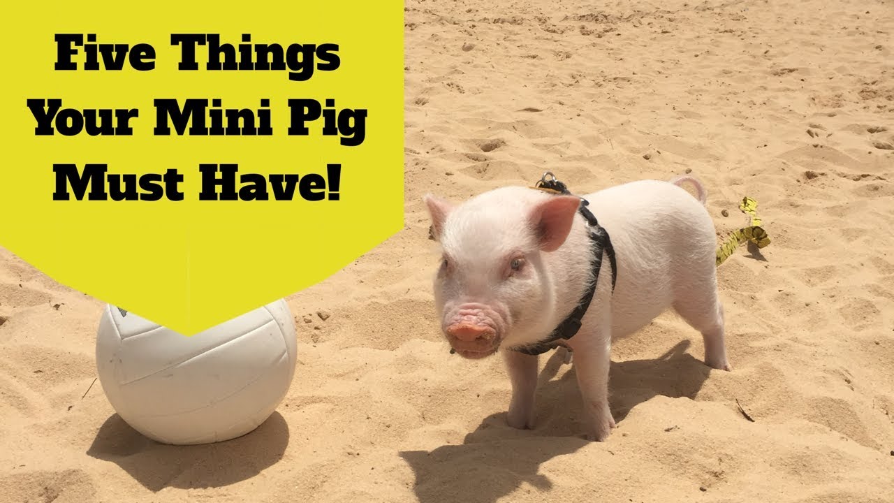 New Mini Pig Owner? Five Things You Must Buy!
